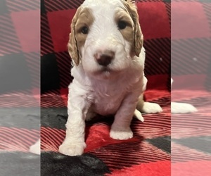 Goldendoodle (Miniature) Puppy for sale in ORLANDO, FL, USA
