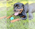 Small #3 Rottweiler