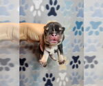 Small French Bulldog