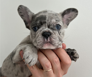 French Bulldog Puppy for sale in CHICAGO, IL, USA