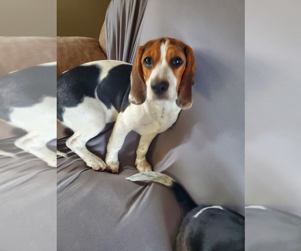 Medium Photo #1 Beagle Puppy For Sale in ALEXANDRIA, MO, USA