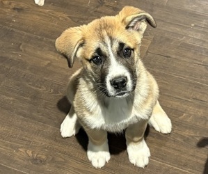 Alaskan Husky-Saint Bernard Mix Puppy for sale in OLIVET, MI, USA