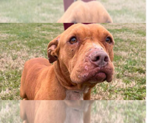 Mutt Dogs for adoption in Abbeville, LA, USA