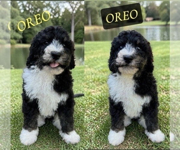 Medium Photo #9 Bernedoodle Puppy For Sale in CENTURIA, WI, USA