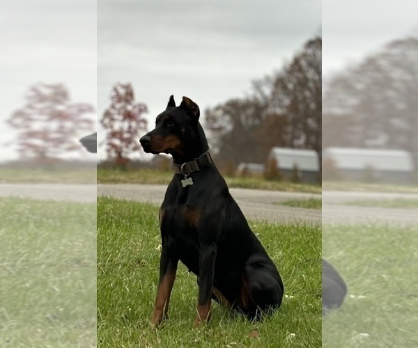 Medium Photo #1 Doberman Pinscher Puppy For Sale in COOKEVILLE, TN, USA