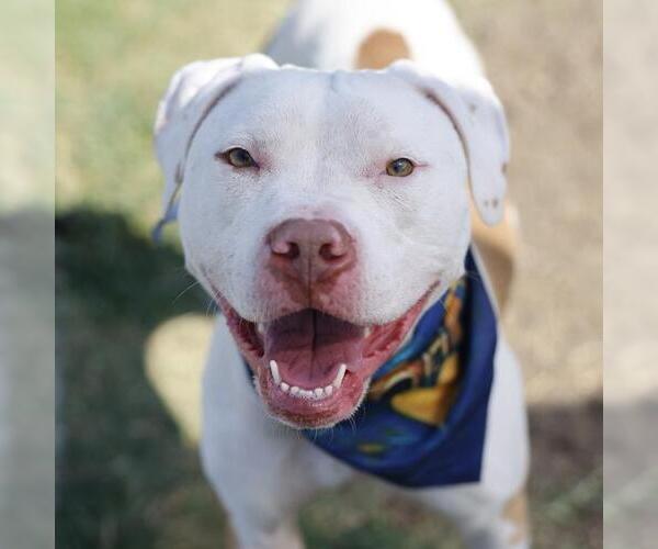 Medium Photo #1 American Staffordshire Terrier Puppy For Sale in San Antonio, TX, USA