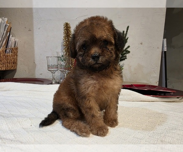 Medium Photo #3 Goldendoodle (Miniature) Puppy For Sale in DUBLIN, TX, USA