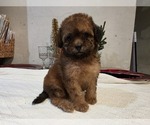 Small #2 Goldendoodle (Miniature)