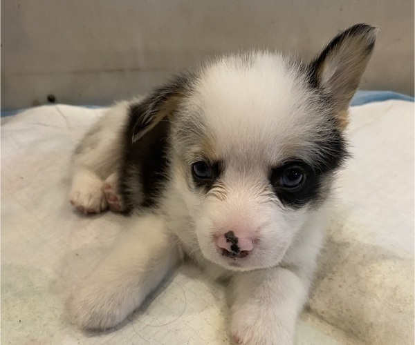 Medium Photo #10 Pembroke Welsh Corgi Puppy For Sale in BRANDON, FL, USA