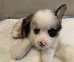 Small #9 Pembroke Welsh Corgi