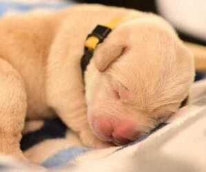 Labrador Retriever Puppy for sale in ELK, WA, USA