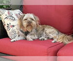 Small #3 Shih Tzu Mix