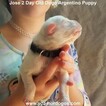 Small Photo #154 Dogo Argentino Puppy For Sale in JANE, MO, USA