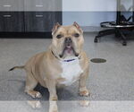 Small #2 Bulldog Mix