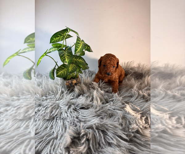 Medium Photo #4 Poodle (Toy) Puppy For Sale in RANCHO CUCAMONGA, CA, USA