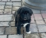 Puppy Loretta Labradoodle