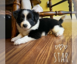 Border Collie-Papillon Mix Puppy for Sale in CULPEPER, Virginia USA