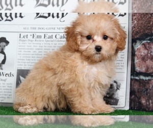 Poodle (Toy) Puppy for sale in BEL AIR, MD, USA