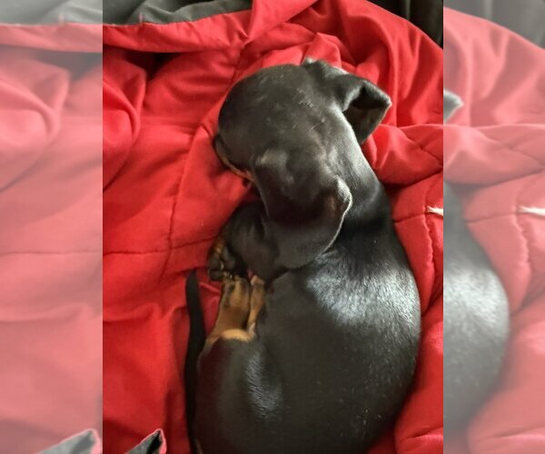 Medium Photo #4 Dachshund Puppy For Sale in AUSTIN, TX, USA