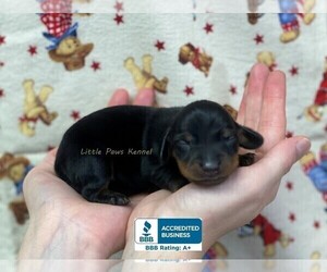 Dachshund Puppy for sale in WINNSBORO, LA, USA