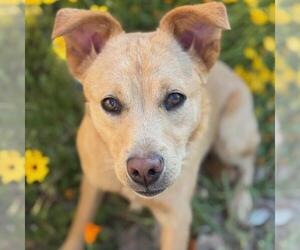 Labrador Retriever-Unknown Mix Dogs for adoption in San Diego, CA, USA