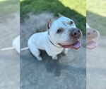 Small #4 American Pit Bull Terrier