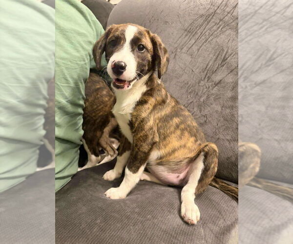 Medium Photo #1 Boxador Puppy For Sale in Aurora, IN, USA