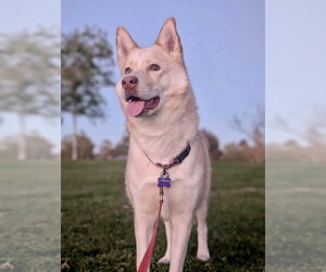 Berlin - Female Siberian Husky-Unknown Mix Dog for Adoption - Photo #4