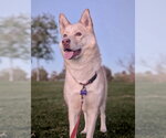 Small Photo #4 Siberian Husky-Unknown Mix Puppy For Sale in Newport Beach, CA, USA