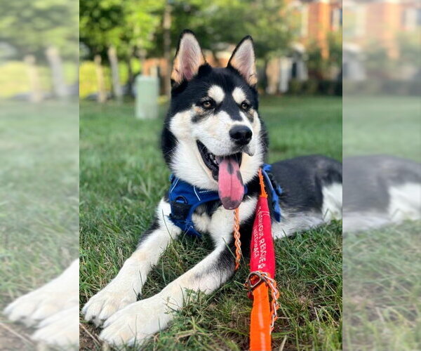 Medium Photo #1 Chow Chow-Siberian Husky Mix Puppy For Sale in Severn, MD, USA
