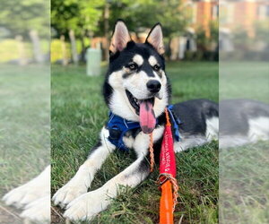 Chow Chow-Siberian Husky Mix Dogs for adoption in Severn, MD, USA
