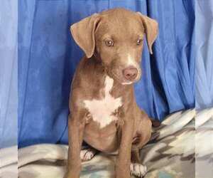 Labrador Retriever-Unknown Mix Dogs for adoption in Minneapolis, MN, USA