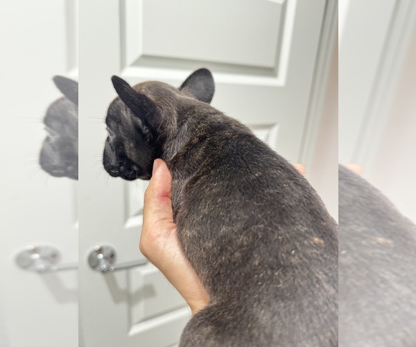 Medium Photo #5 French Bulldog Puppy For Sale in LAVEEN, AZ, USA