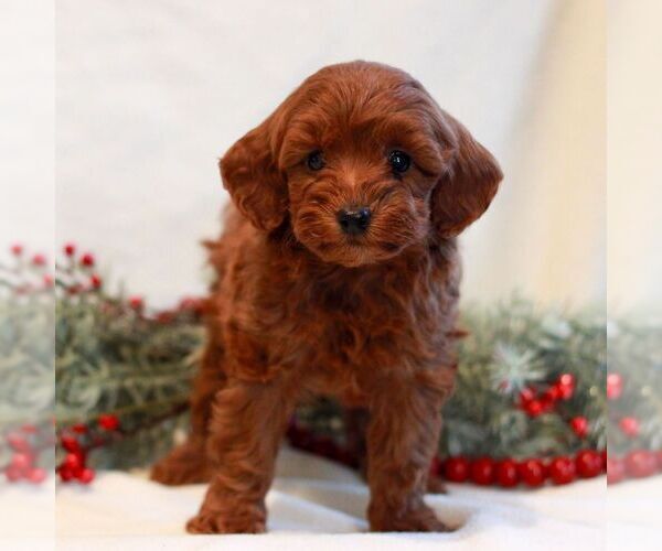 Medium Photo #4 Goldendoodle (Miniature) Puppy For Sale in LITITZ, PA, USA