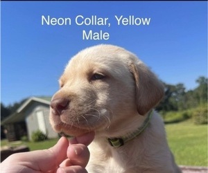 Labrador Retriever Puppy for sale in NEESES, SC, USA