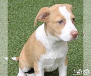 Border Collie-Unknown Mix Dogs for adoption in Washington, DC, USA