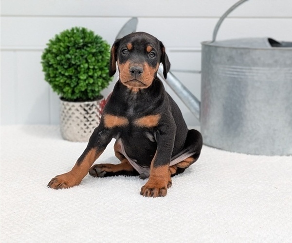 Medium Photo #8 Doberman Pinscher Puppy For Sale in GOSHEN, IN, USA
