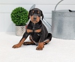 Small Photo #36 Doberman Pinscher Puppy For Sale in GOSHEN, IN, USA