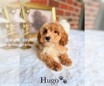 Small #20 Cockapoo
