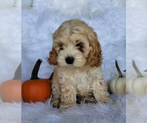 Cock-A-Poo Puppy for sale in FREDERICKSBG, OH, USA