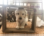 Small Photo #23 Golden Retriever Puppy For Sale in PRYOR, OK, USA