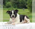Small #5 Boston Terrier