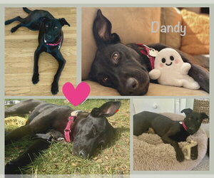 Dandy - Female Labrador Retriever-Unknown Mix Dog for Adoption - Photo #6