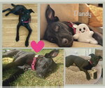 Small Photo #6 Labrador Retriever-Unknown Mix Puppy For Sale in Doylestown, PA, USA