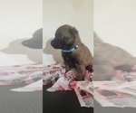 Small Photo #2 Belgian Malinois Puppy For Sale in DIXON, CA, USA