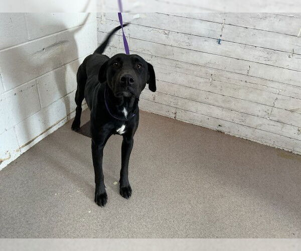 Medium Photo #1 Labrador Retriever-Unknown Mix Puppy For Sale in San Bernardino, CA, USA