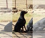 Small Photo #2 Doberman Pinscher Puppy For Sale in Parlier, CA, USA