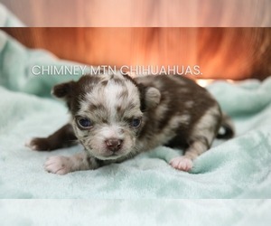 Chihuahua Puppy for sale in MUSKOGEE, OK, USA