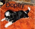 Puppy Dopey Shih Tzu