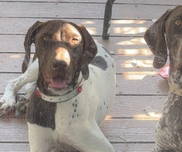 Medium Photo #1 German Shorthaired Pointer Puppy For Sale in LOVELAND, CO, USA
